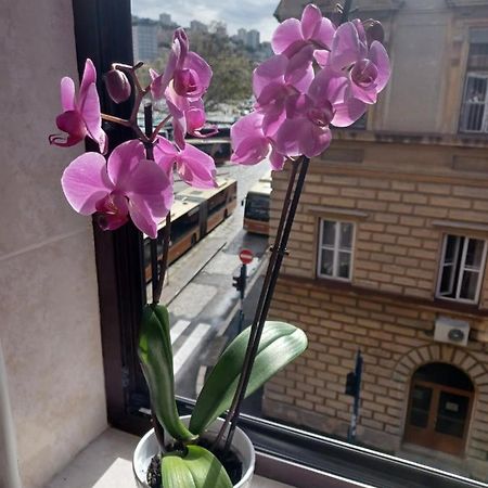Apartman Vesna Leilighet Rijeka Eksteriør bilde