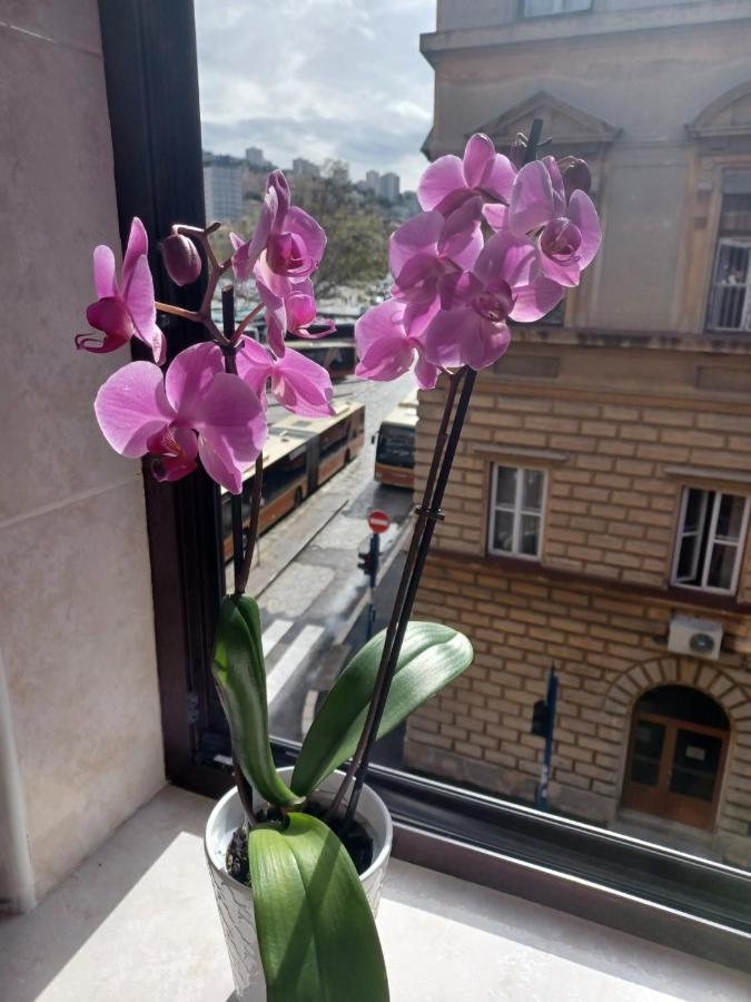 Apartman Vesna Leilighet Rijeka Eksteriør bilde